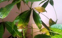 發(fā)財(cái)樹(shù)葉子發(fā)黃怎么辦
