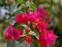 6月園林養(yǎng)護(hù)與病蟲害防治要點(diǎn)
