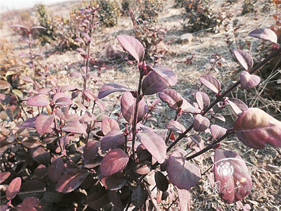 夏季如何預(yù)防植物的枯死？