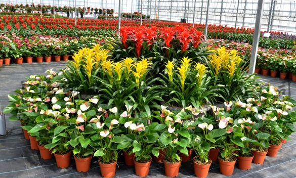 辦公室植物租擺建議