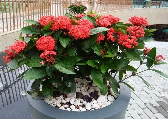 花卉租賃養(yǎng)護(hù)管理及要求