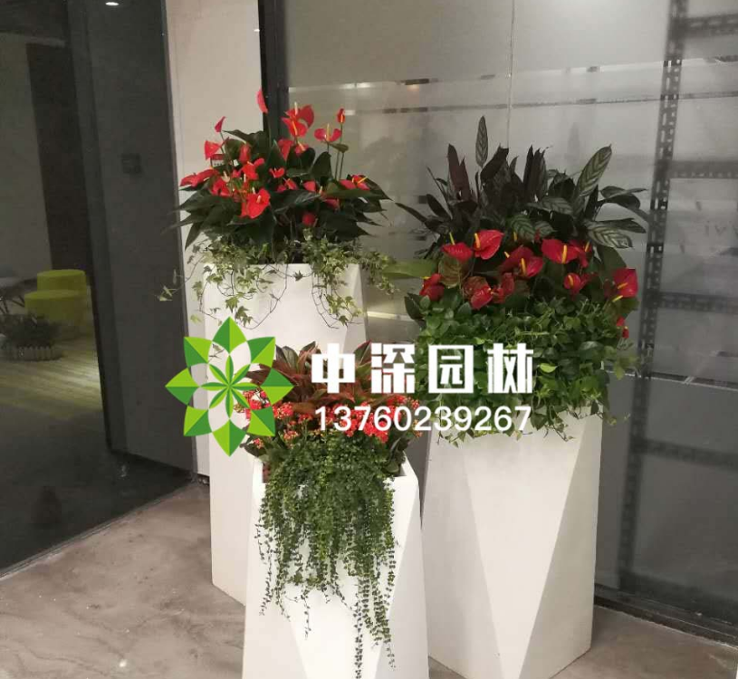 各種花卉租賃如何選