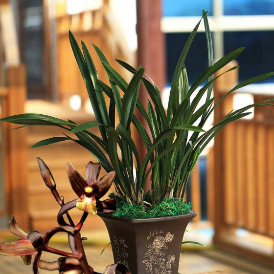 簡(jiǎn)單說說花卉租賃的特點(diǎn)