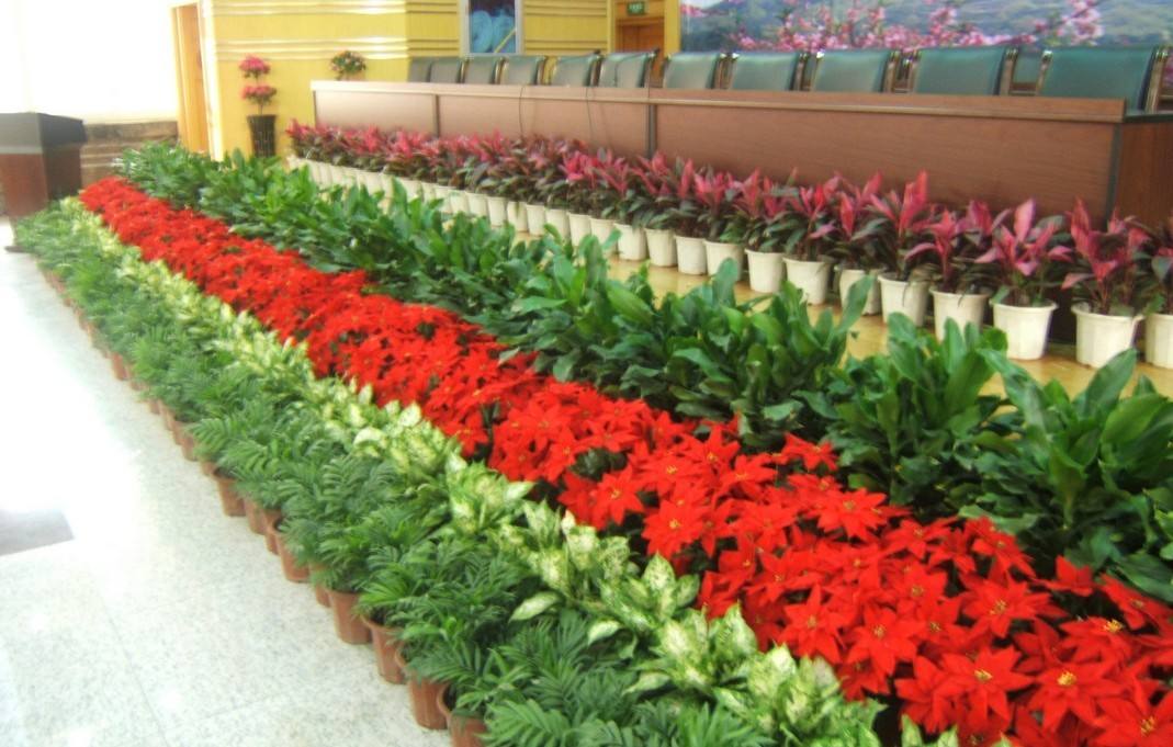 各種場合深圳綠植租賃建議