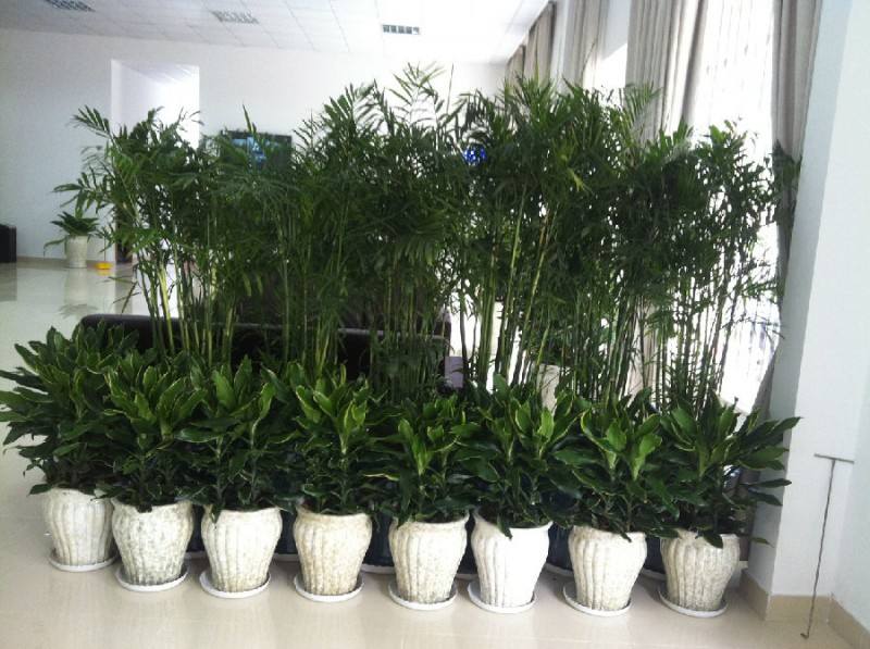 對于花卉出租種植方法管理