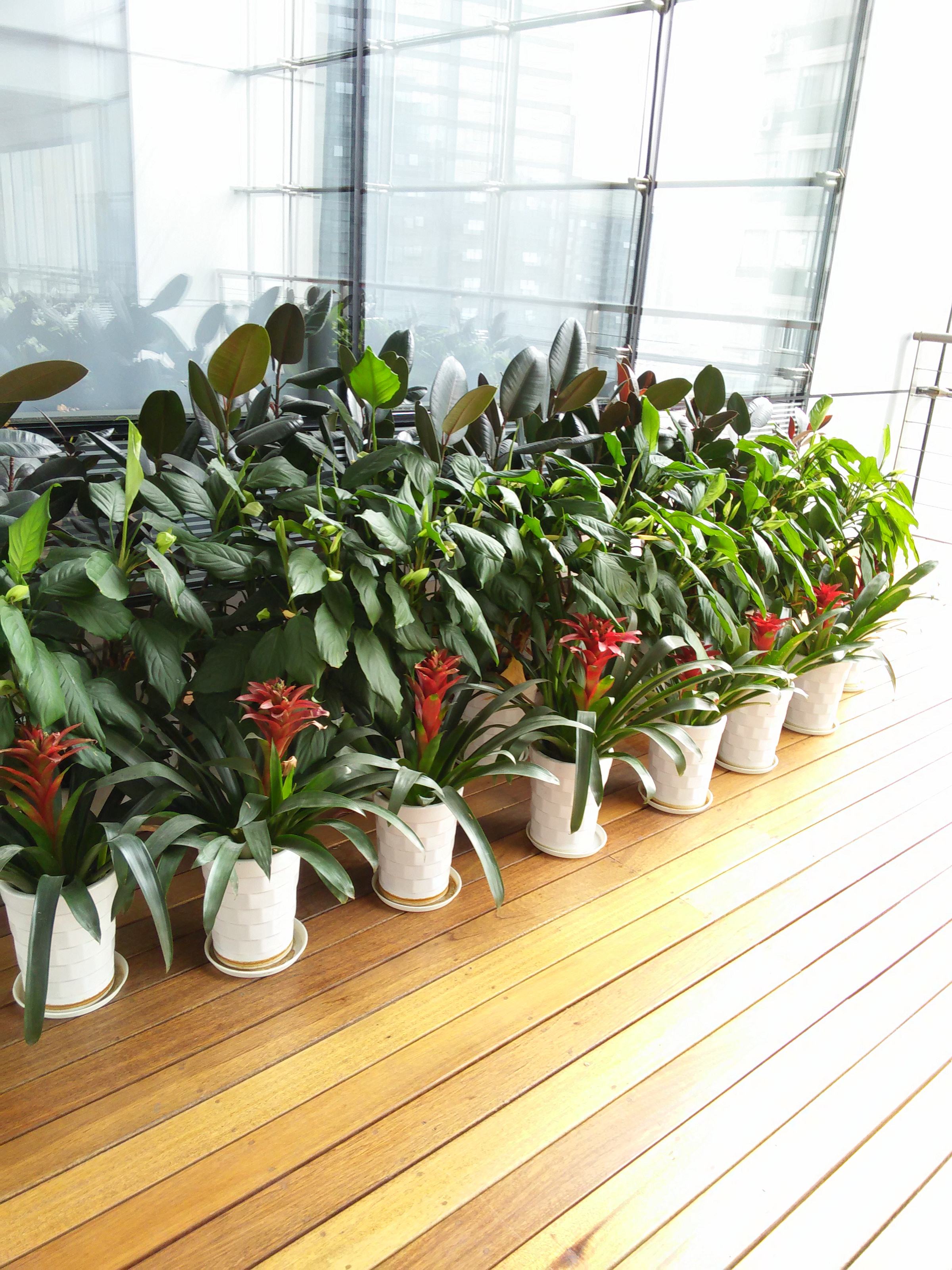 不同環(huán)境選擇不同的植物出租