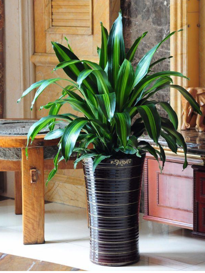 辦公室綠化深圳綠植租賃給你帶來不一樣的體驗(yàn)