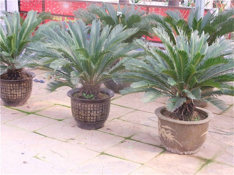 辦公室花卉租賃的好處