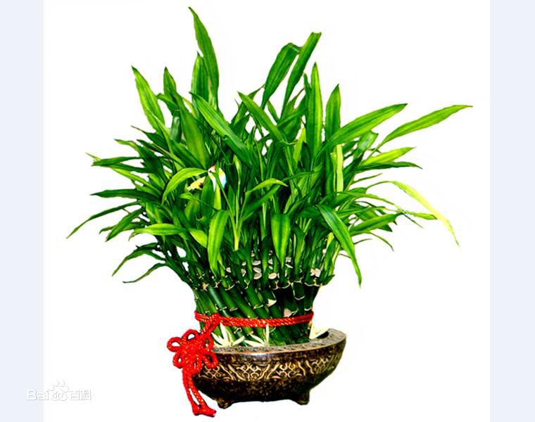 花卉如何送同事深圳綠植租賃告訴你