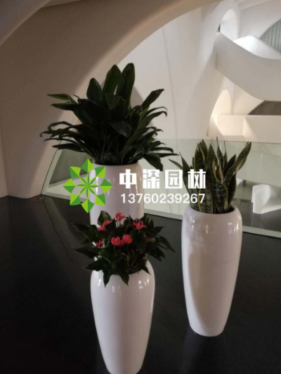 吸毒植物深圳綠植租賃告訴你有哪幾種