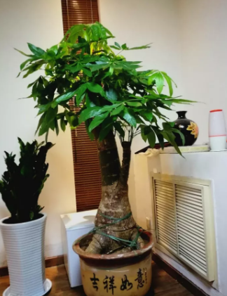 在深圳花卉租賃中選購最多的發(fā)財(cái)樹的養(yǎng)護(hù)方法