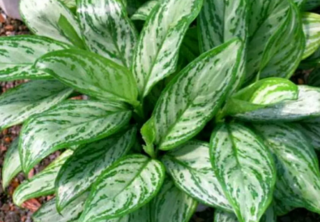 選擇深圳綠植租賃和購買哪個比較劃算