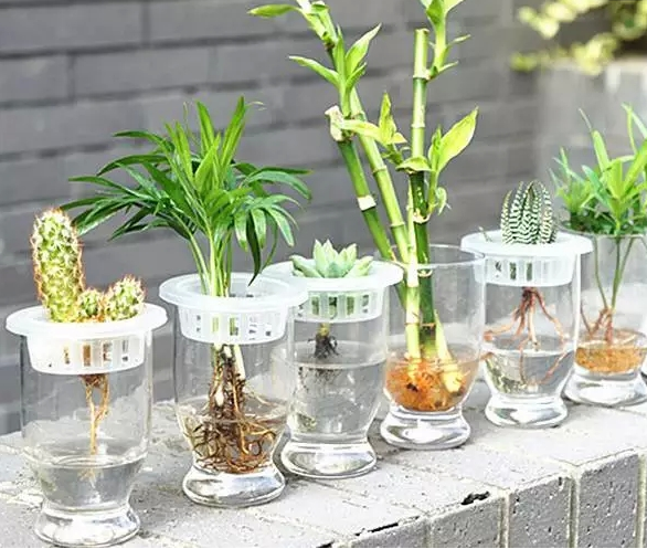 適合水培的花卉種類