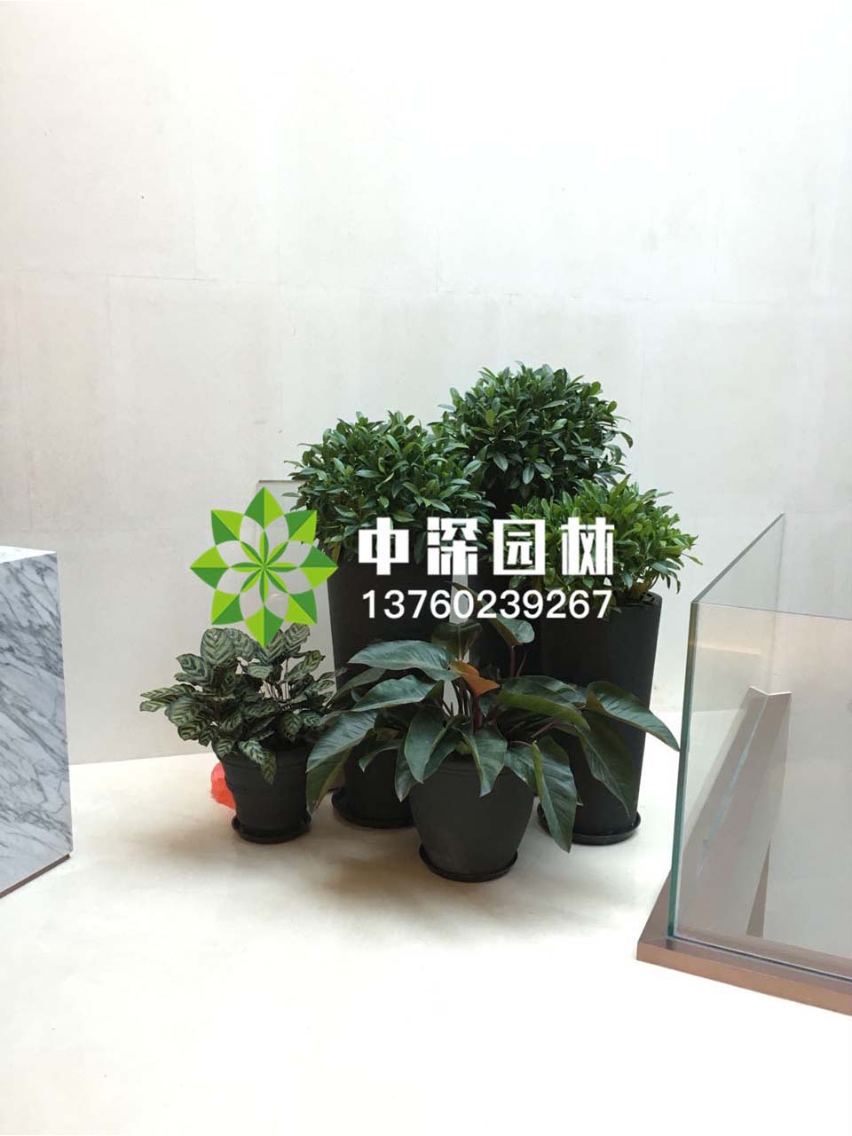 組合盆景