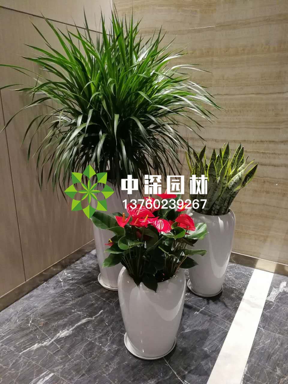 組合盆景
