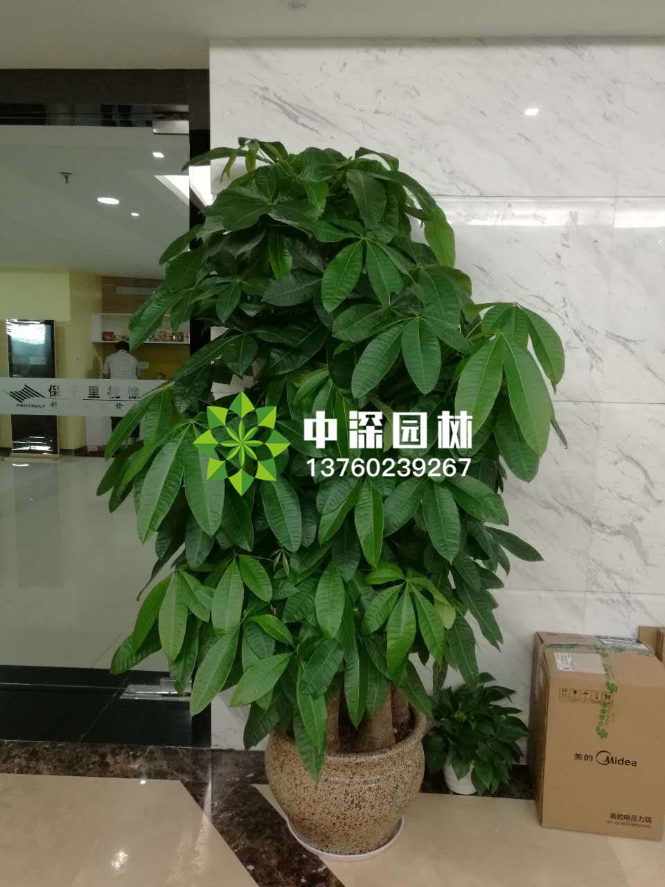 發(fā)財樹