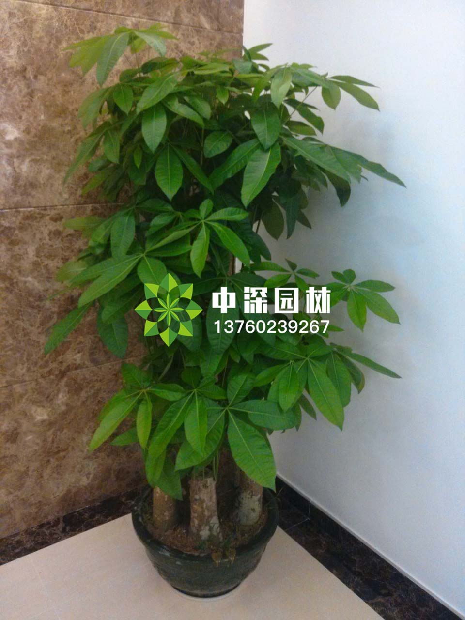 發(fā)財(cái)樹