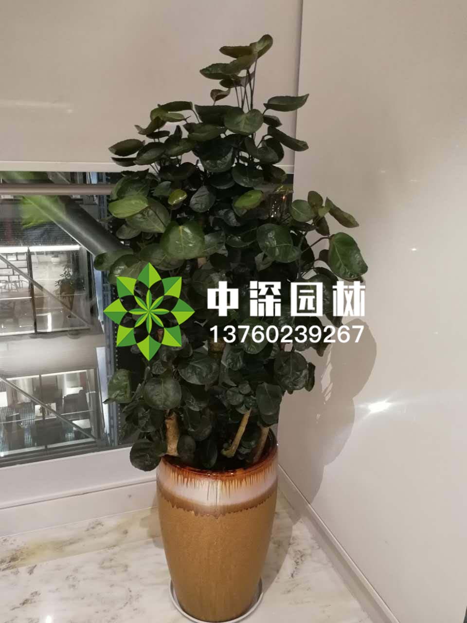 福祿桐
