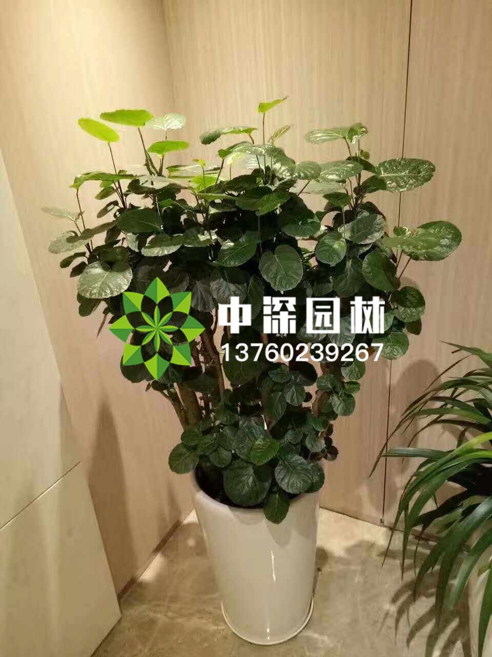 福祿桐