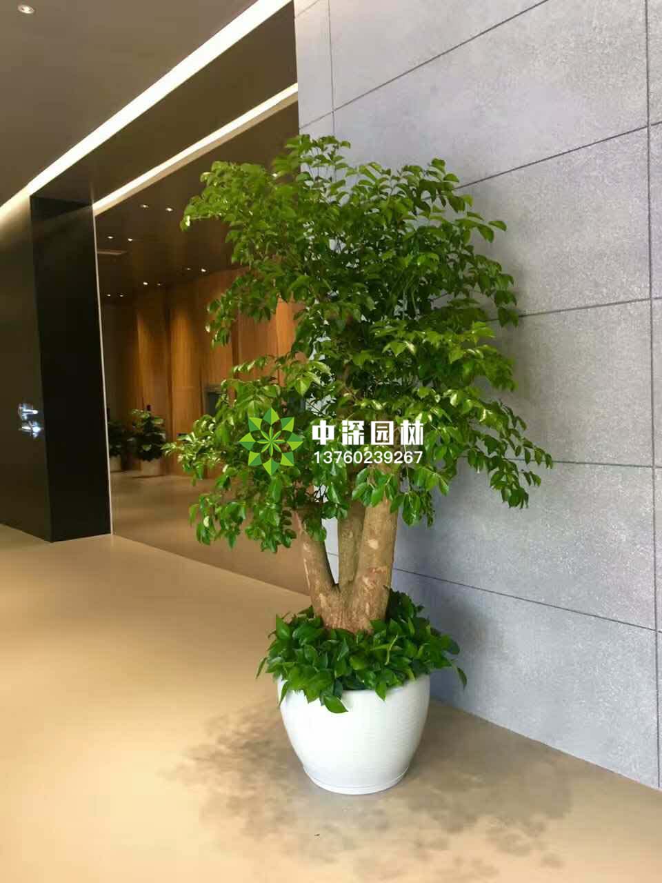 富貴樹、榕樹