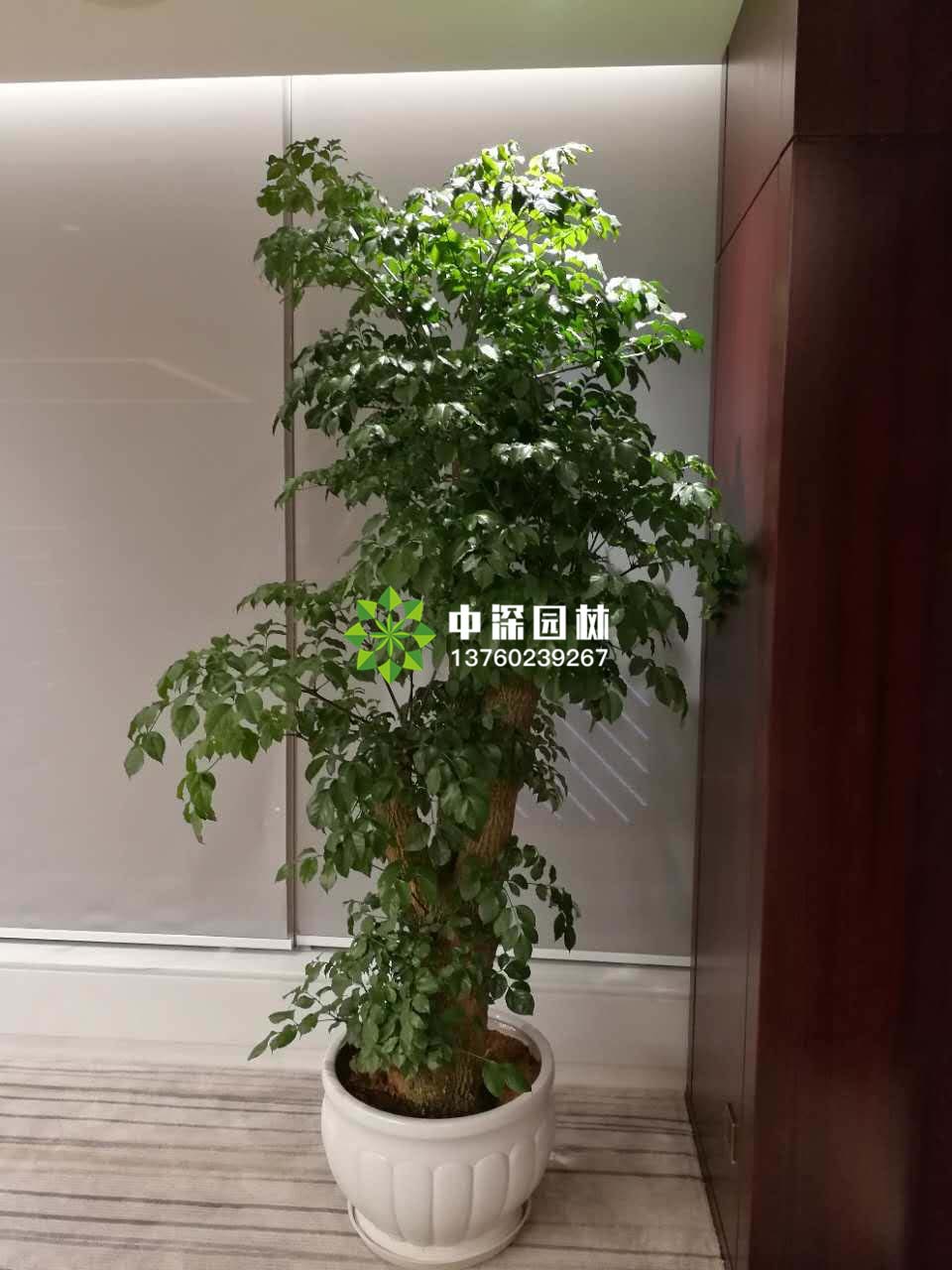 富貴樹、榕樹