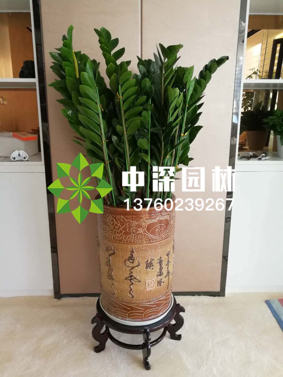 金錢樹