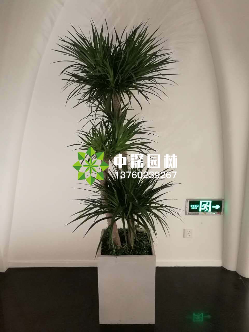 龍血鐵、巴西木