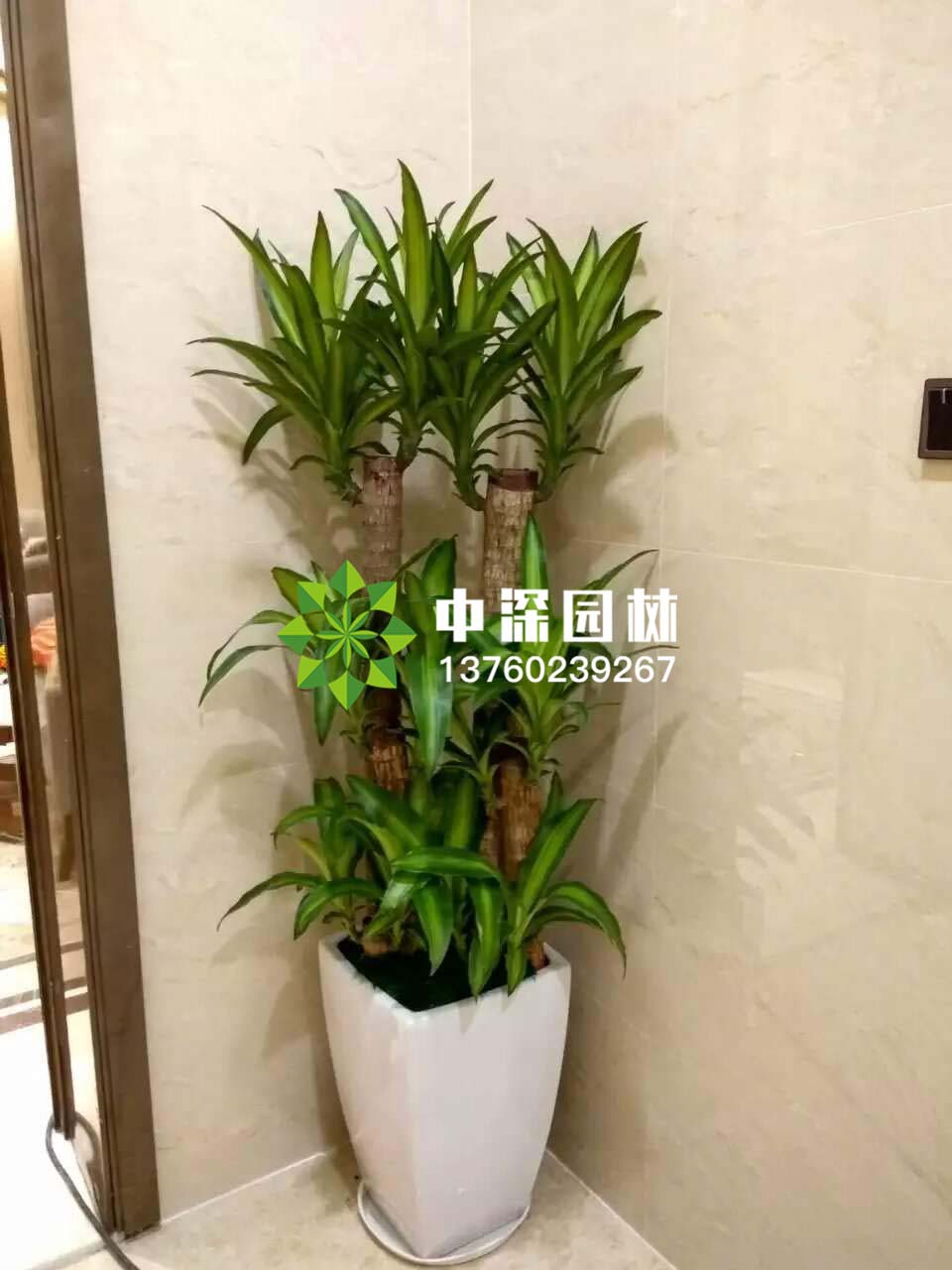 龍血鐵、巴西木