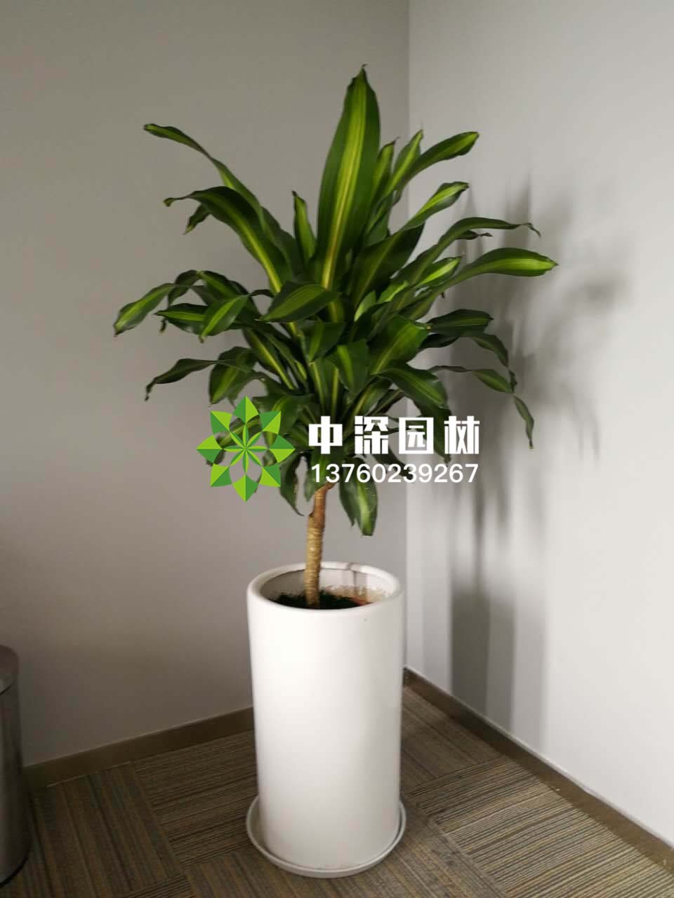 龍血鐵、巴西木