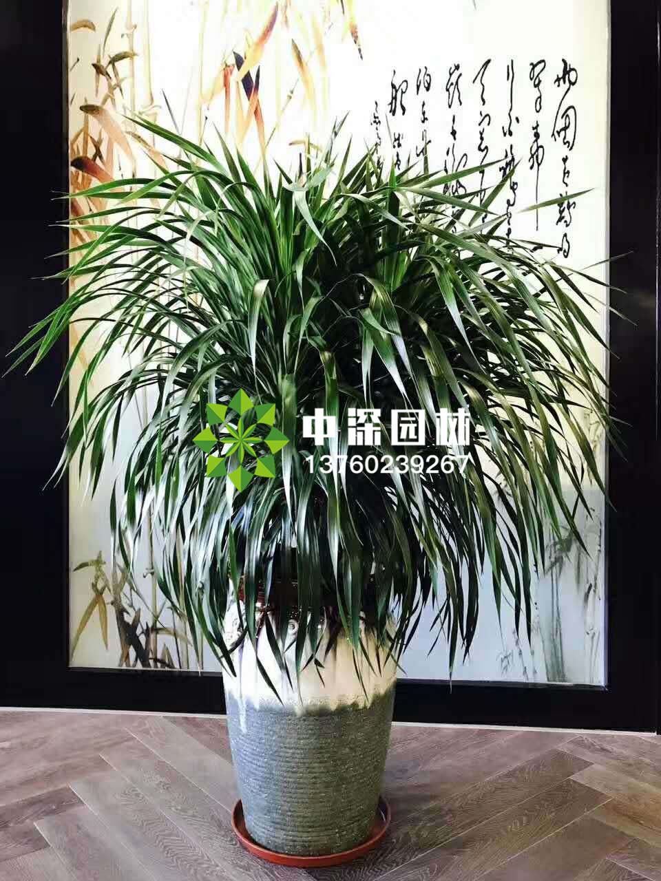 龍血鐵、巴西木