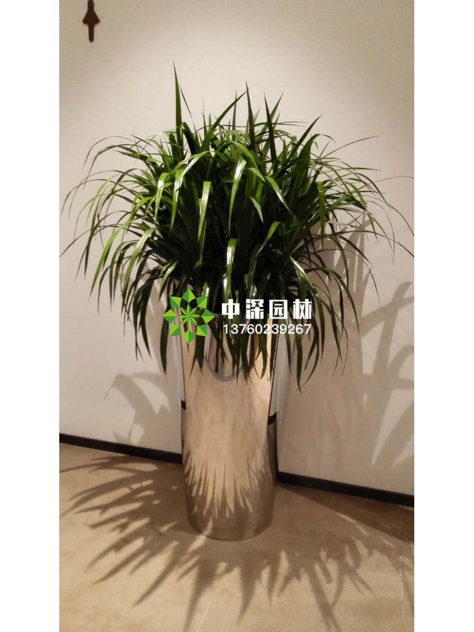 龍血鐵、巴西木