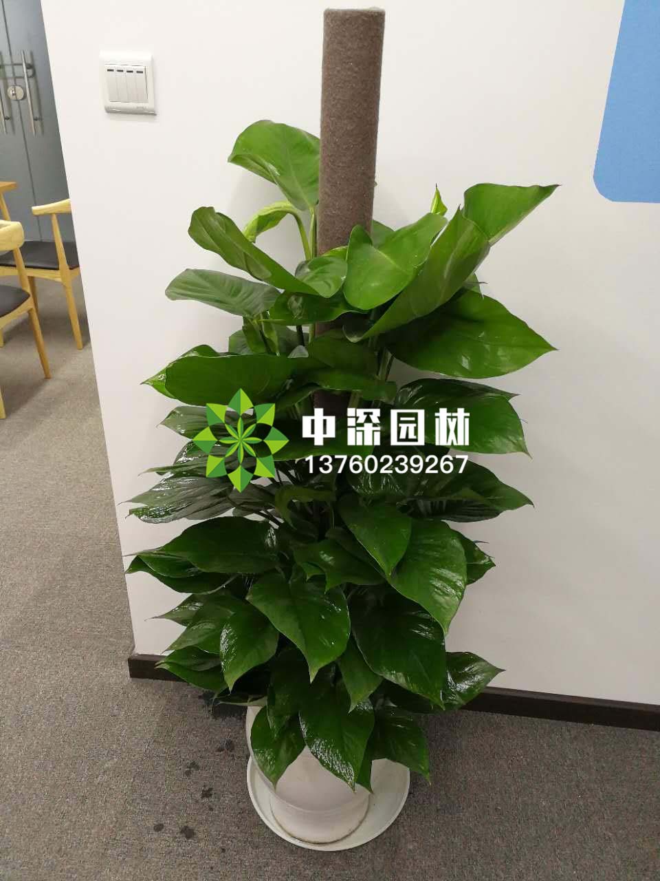 綠蘿柱