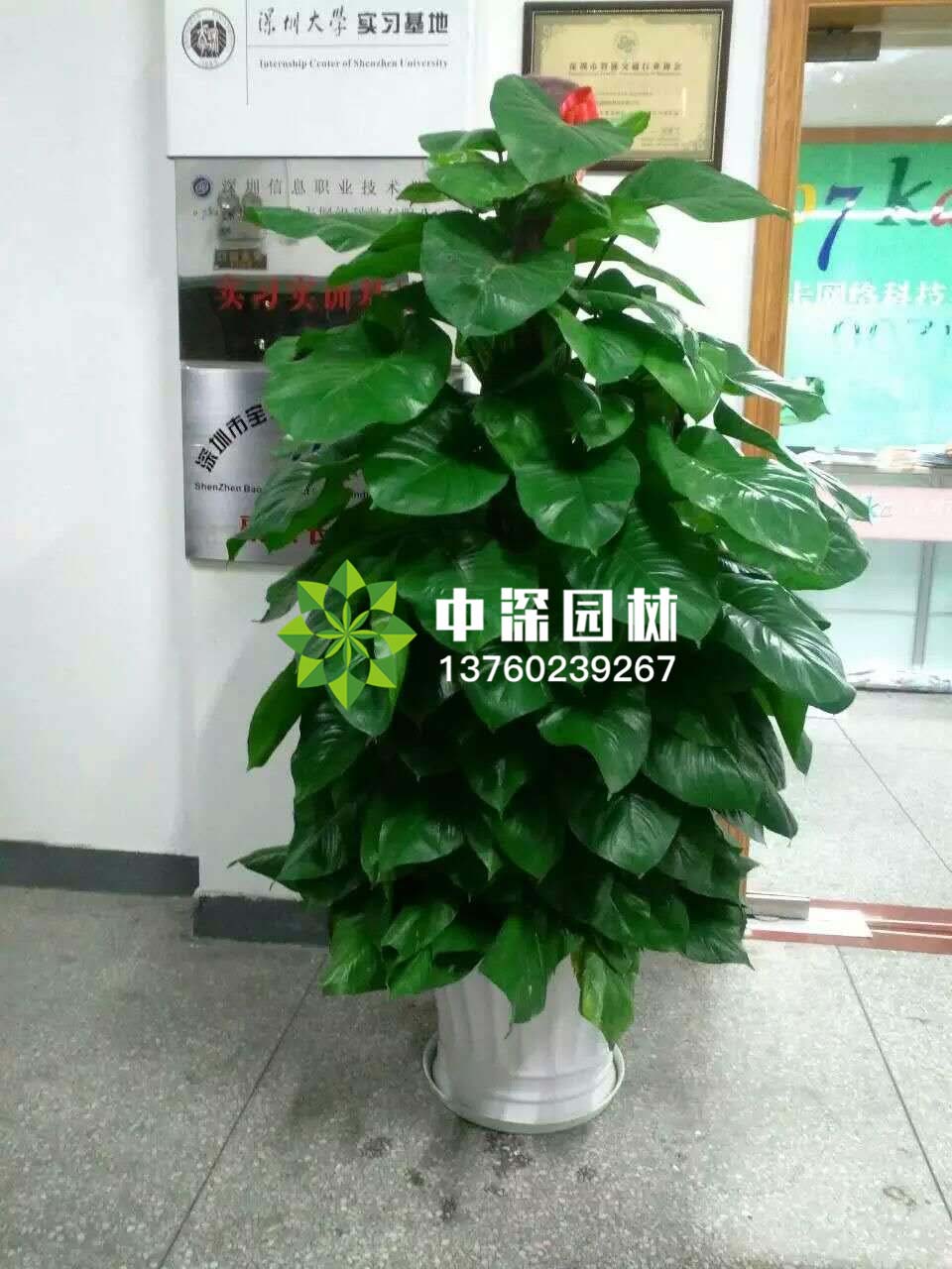 綠蘿柱