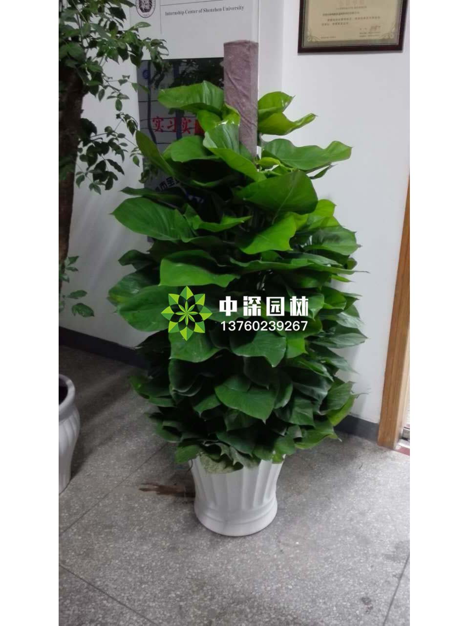 綠蘿柱