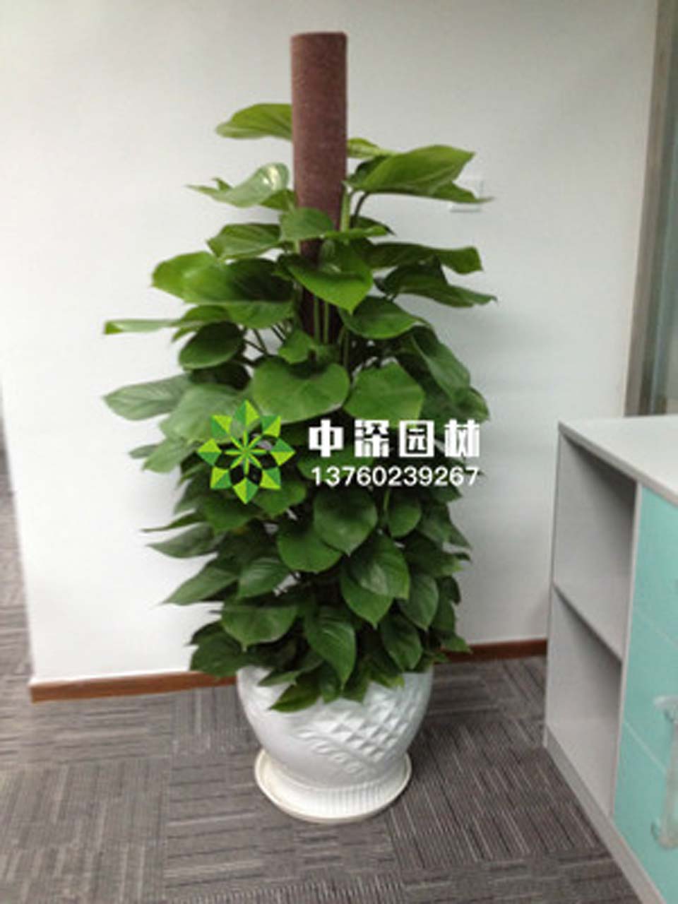 綠蘿柱