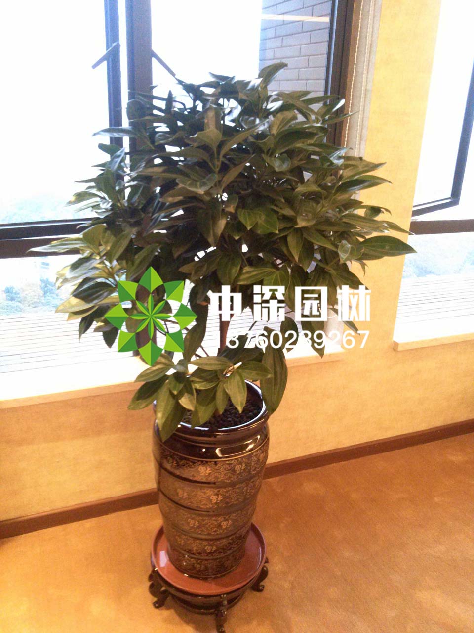 平安樹、琴葉榕