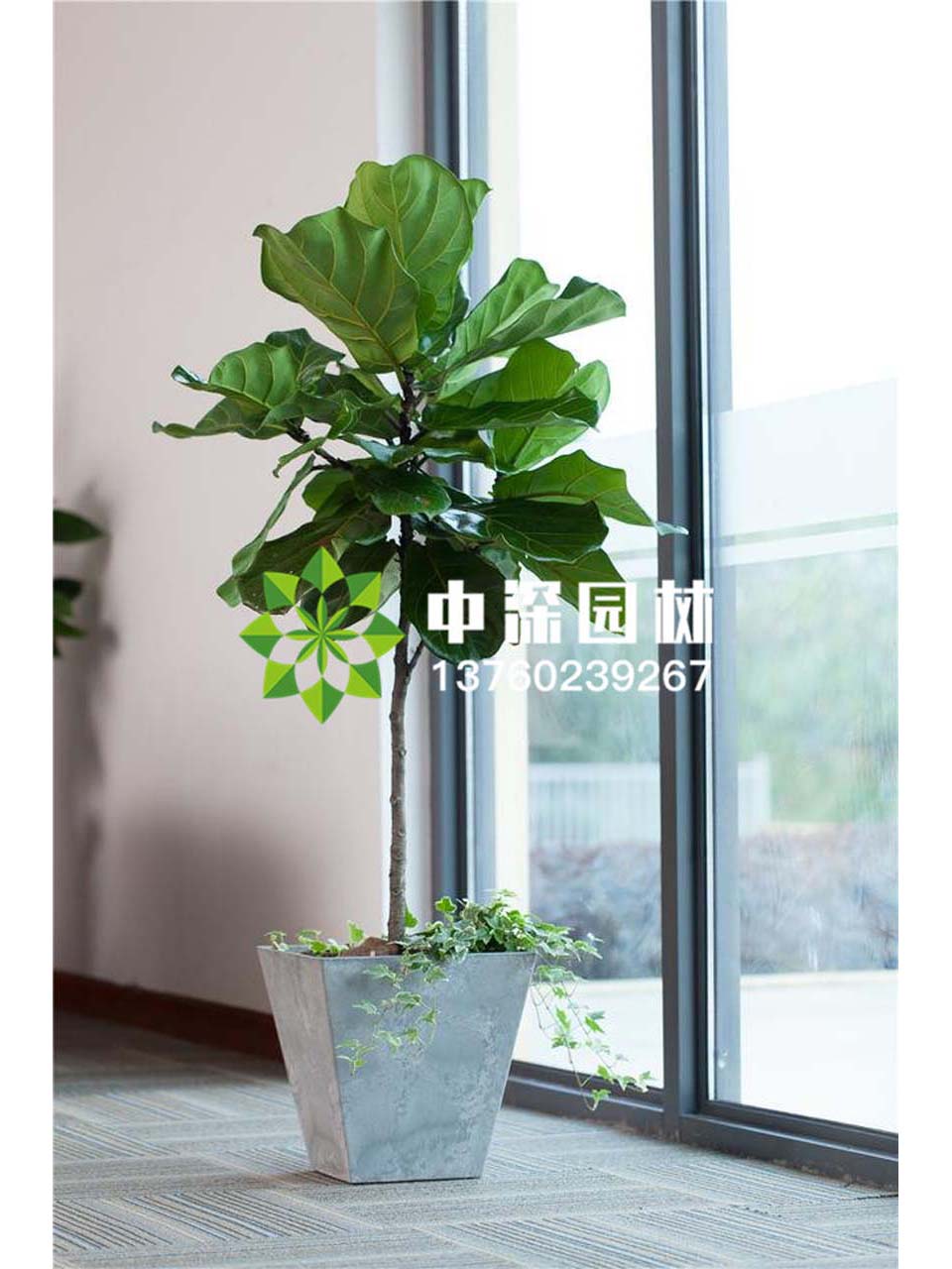 平安樹(shù)、琴葉榕