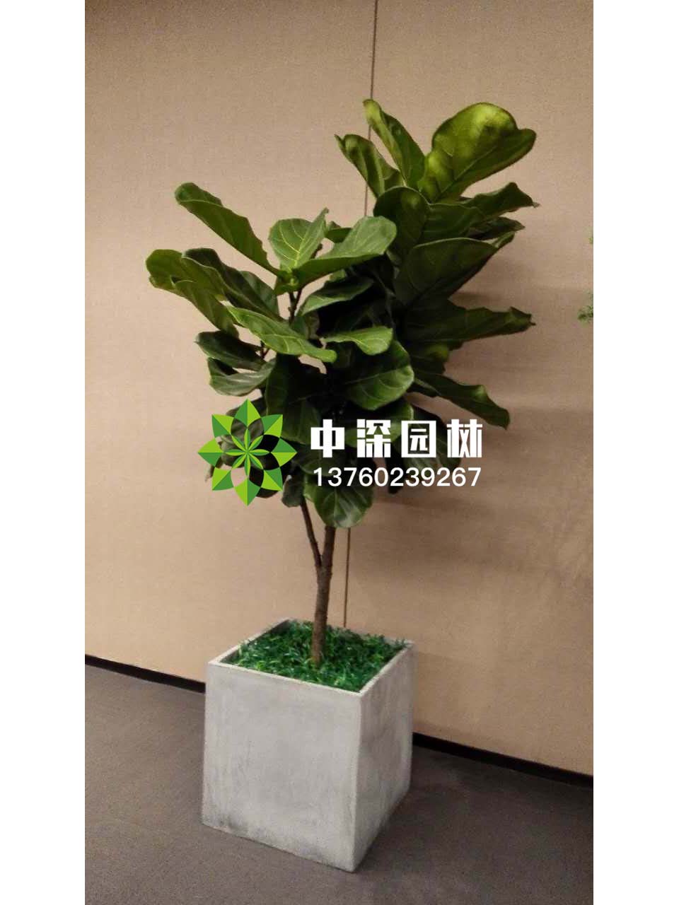 平安樹(shù)、琴葉榕