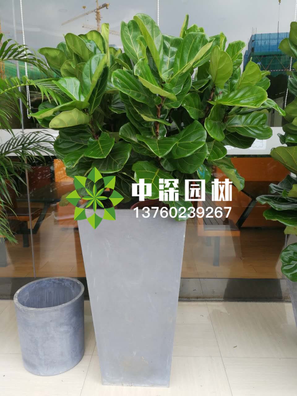 平安樹、琴葉榕