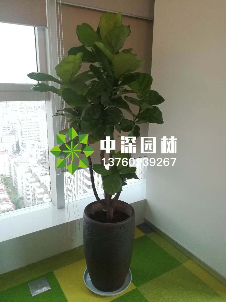 平安樹、琴葉榕