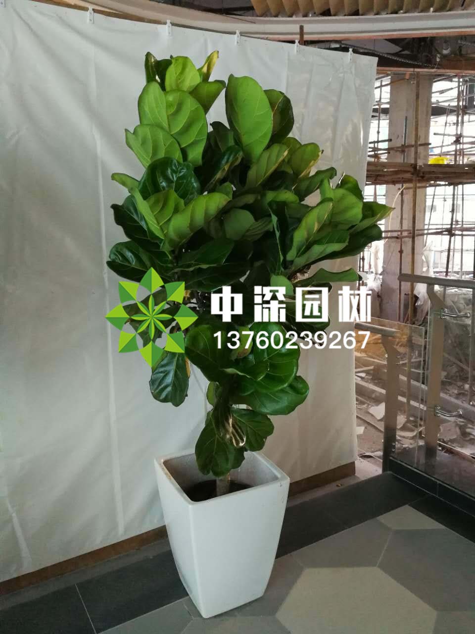 平安樹、琴葉榕
