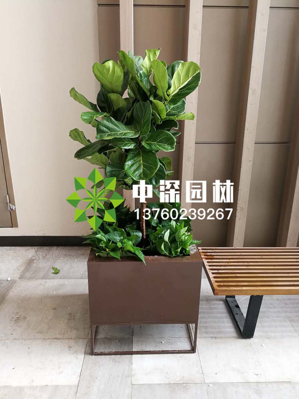 平安樹、琴葉榕