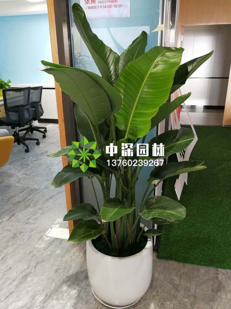 天堂鳥