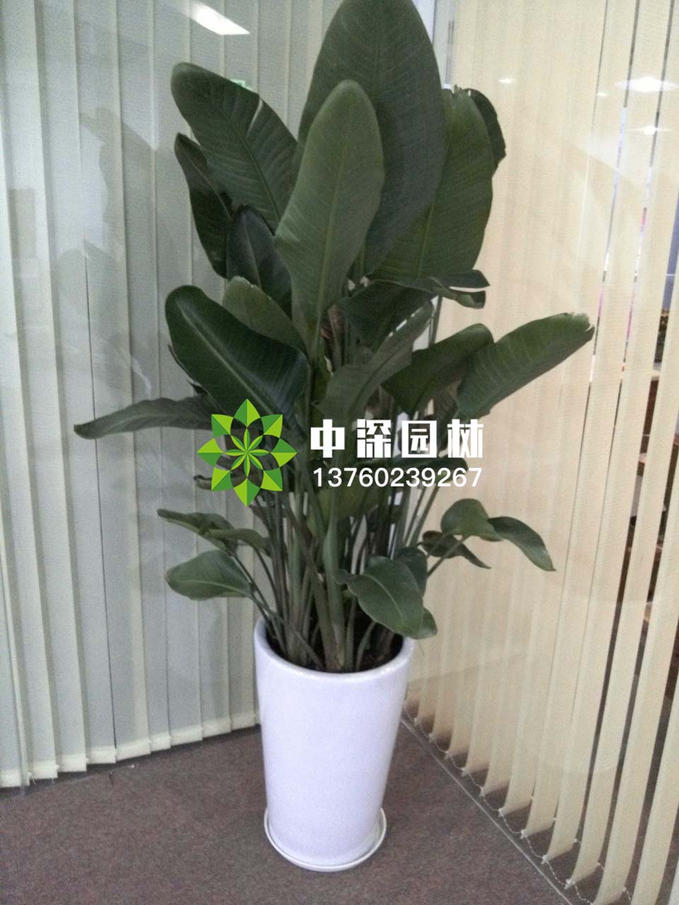 天堂鳥