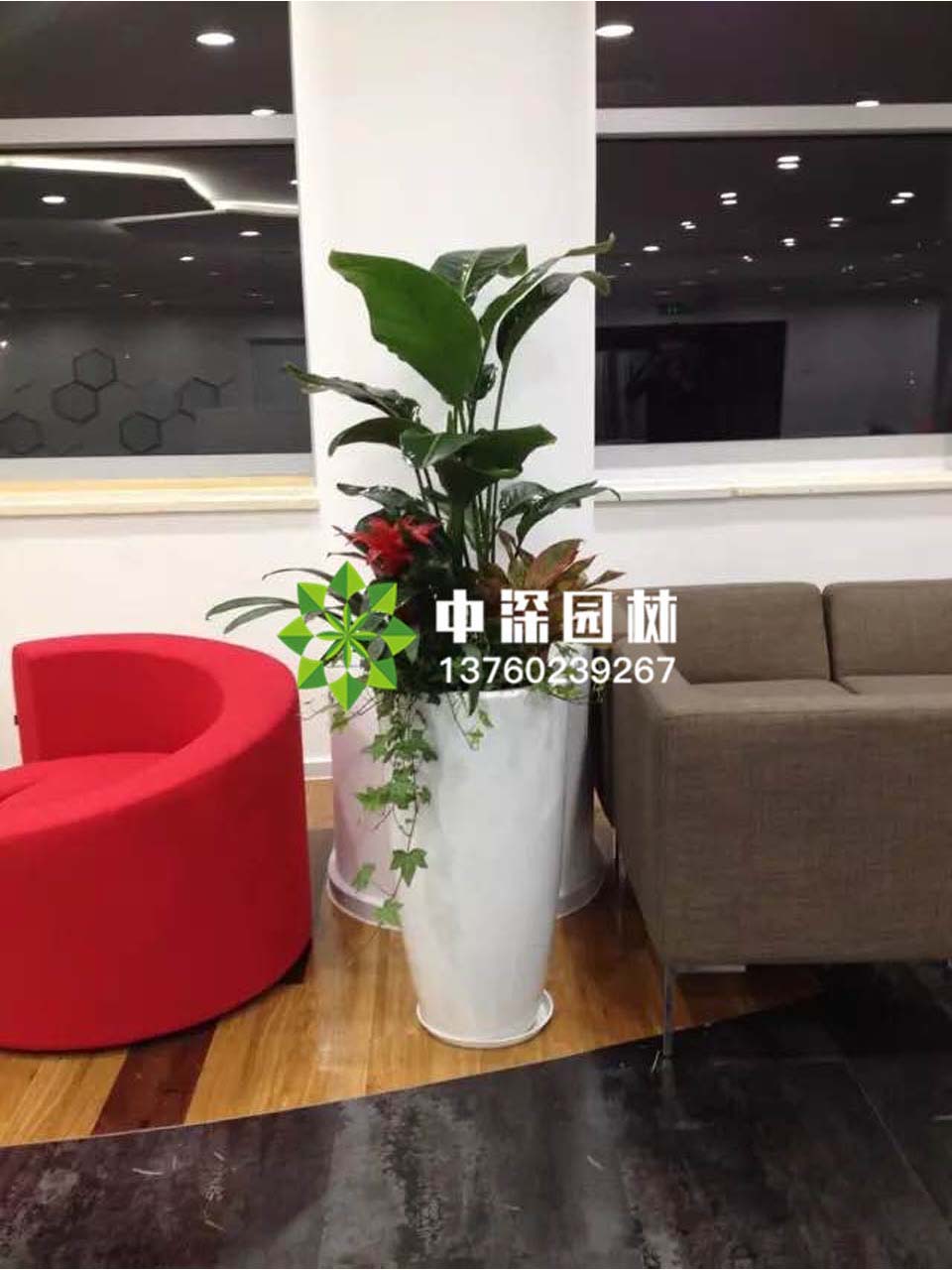 天堂鳥