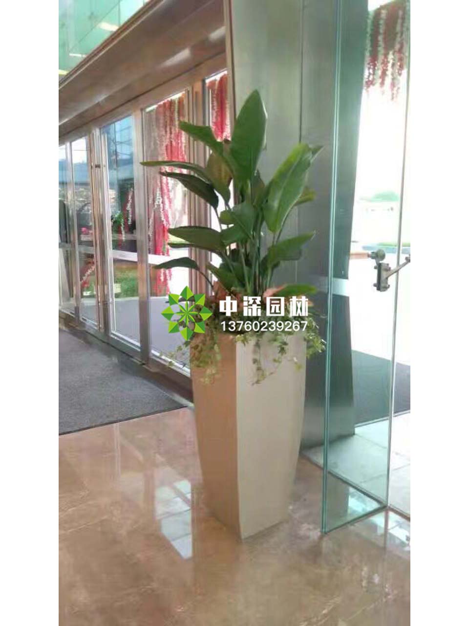 天堂鳥