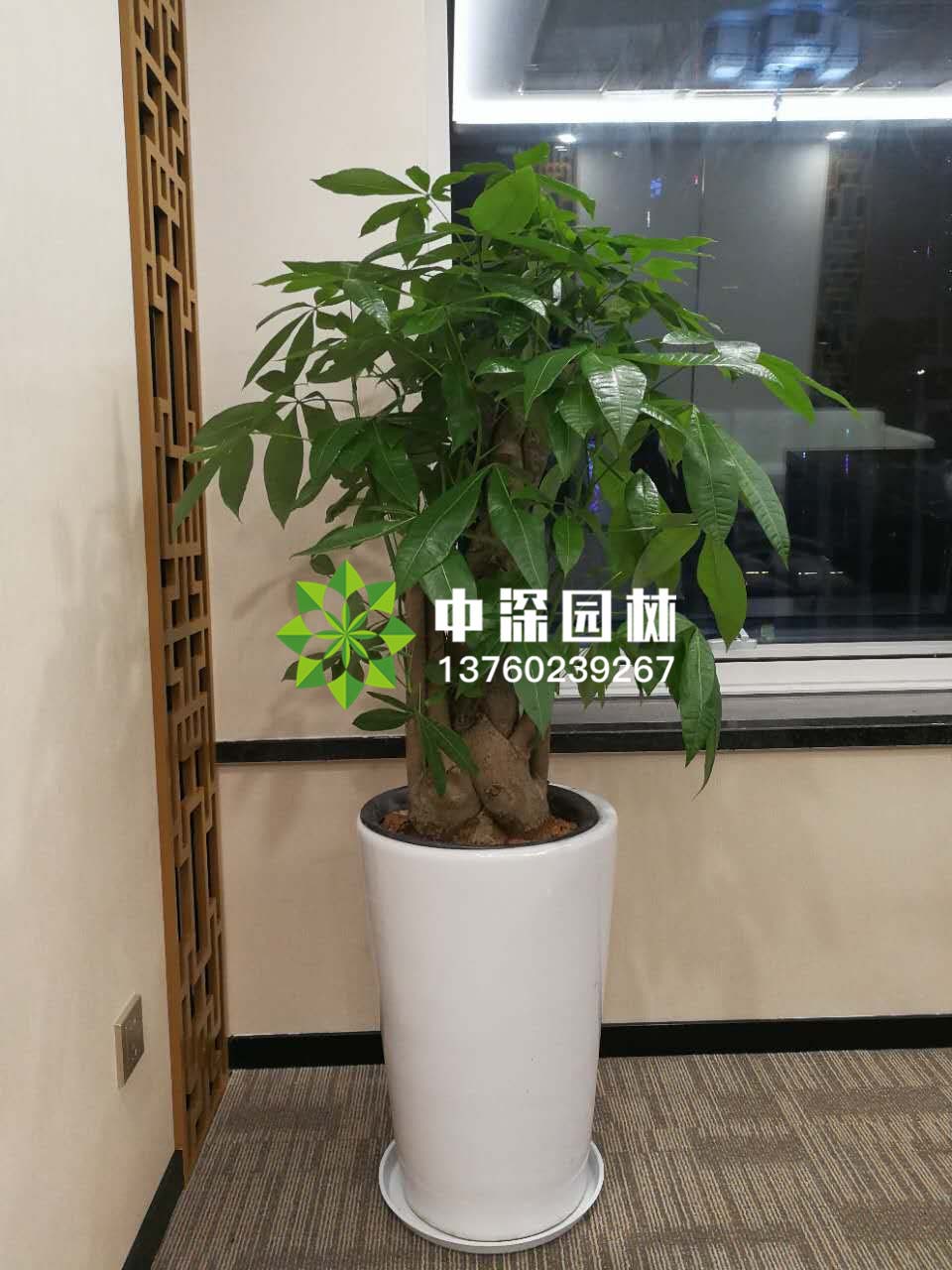 發(fā)財樹