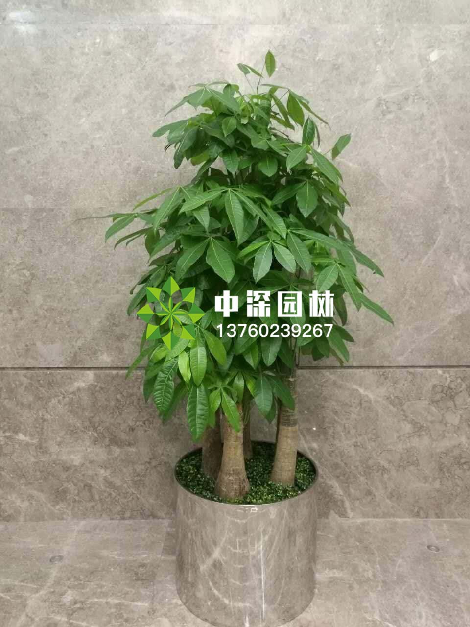 發(fā)財樹