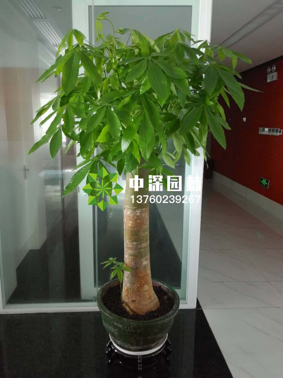 發(fā)財樹