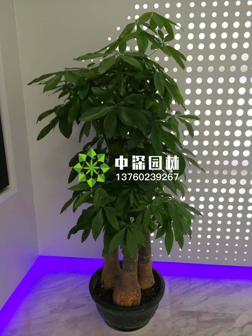 發(fā)財樹